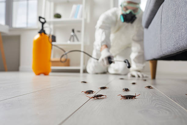 Commercial Rodent Management in Linda